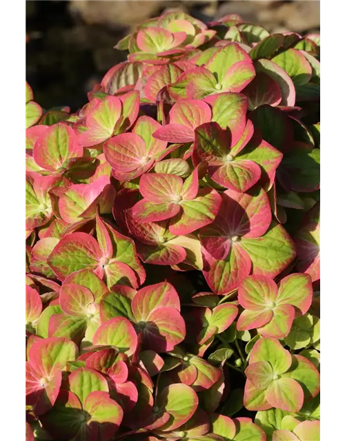 Hydrangea macrophylla 'Magical Greenfire'®