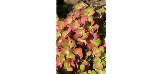 Hydrangea macrophylla 'Magical Greenfire'®