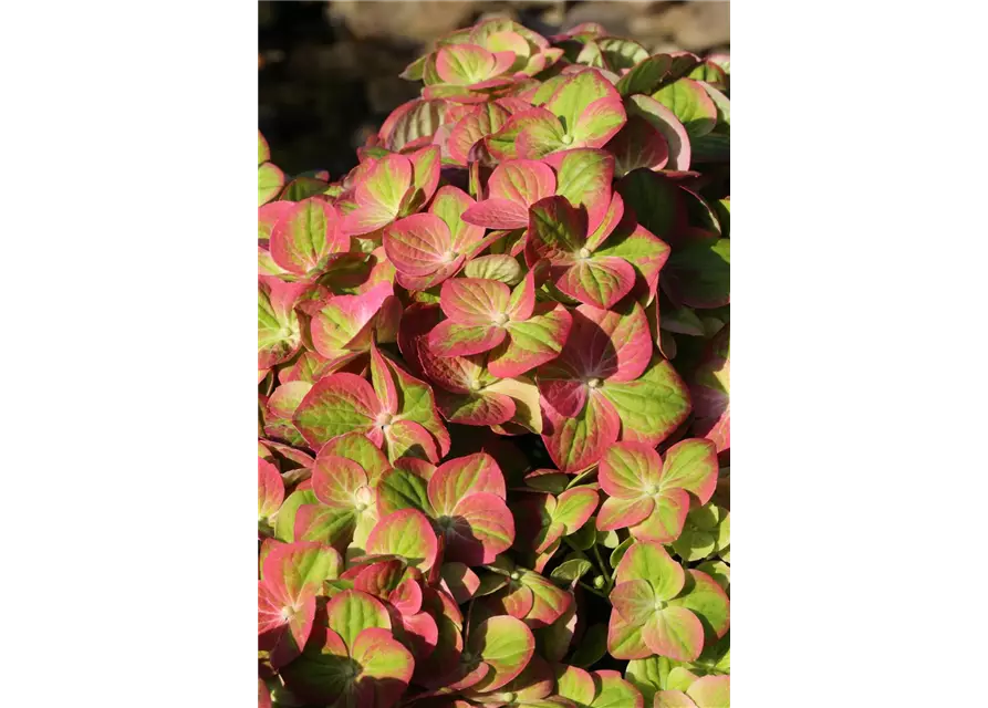 Hydrangea macrophylla 'Magical Greenfire'®