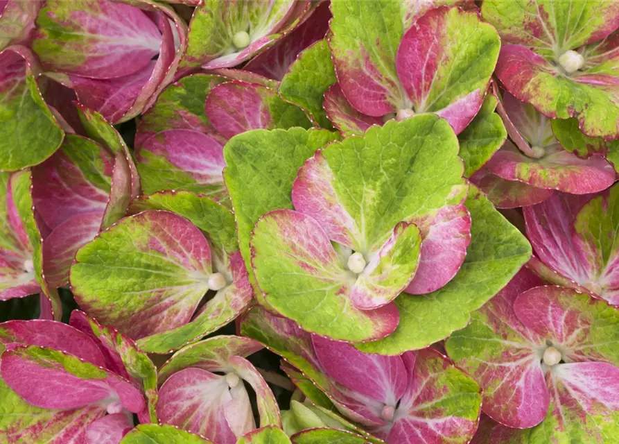 Hydrangea macrophylla 'Magical Greenfire'®