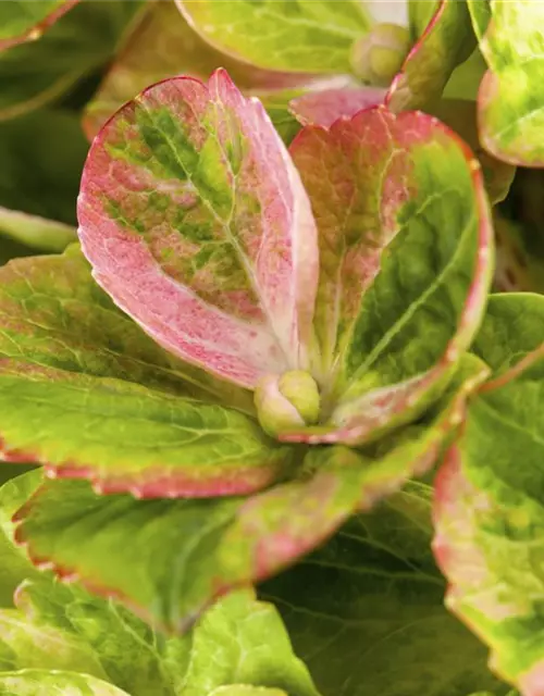 Hydrangea macrophylla 'Magical Greenfire'®