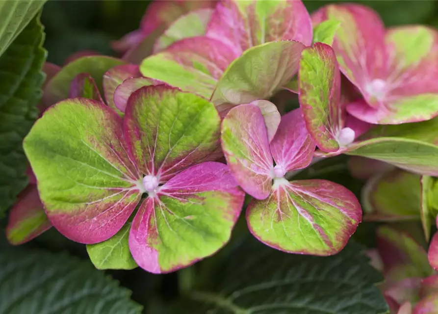 Hydrangea macrophylla 'Magical Greenfire'®