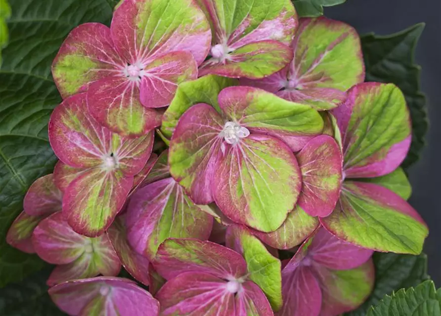 Hydrangea macrophylla 'Magical Greenfire'®