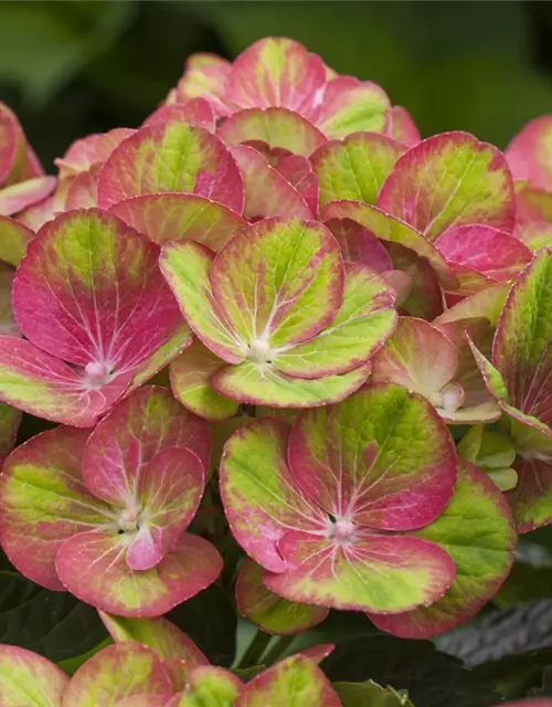 Hydrangea macrophylla 'Magical Greenfire'®