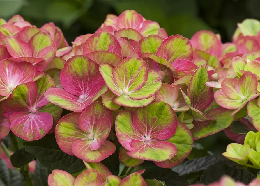 Hydrangea macrophylla 'Magical Greenfire'®