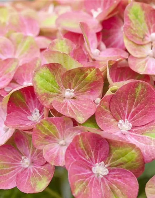 Hydrangea macrophylla 'Magical Greenfire'®