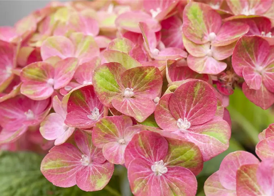 Hydrangea macrophylla 'Magical Greenfire'®