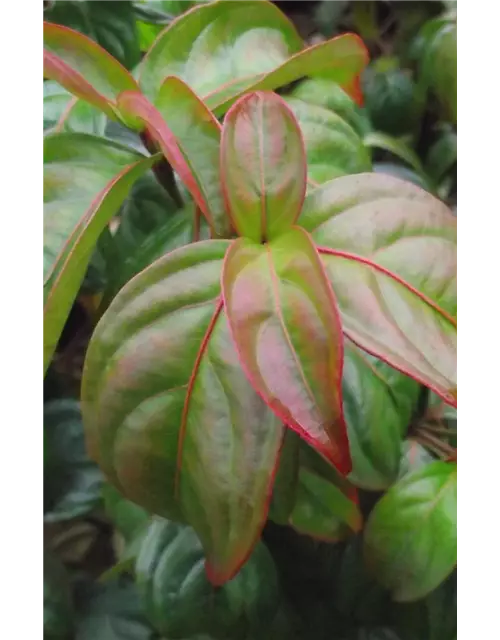 Cornus kousa 'Blooming Pink Tetra'