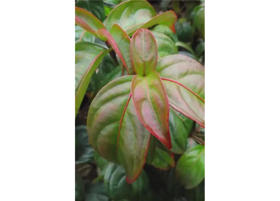 Cornus kousa 'Blooming Pink Tetra'