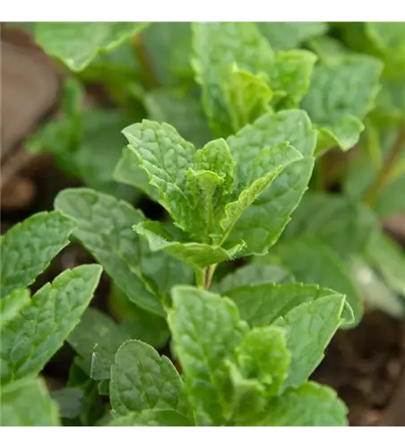 Mentha spicata 'Moroccan' 