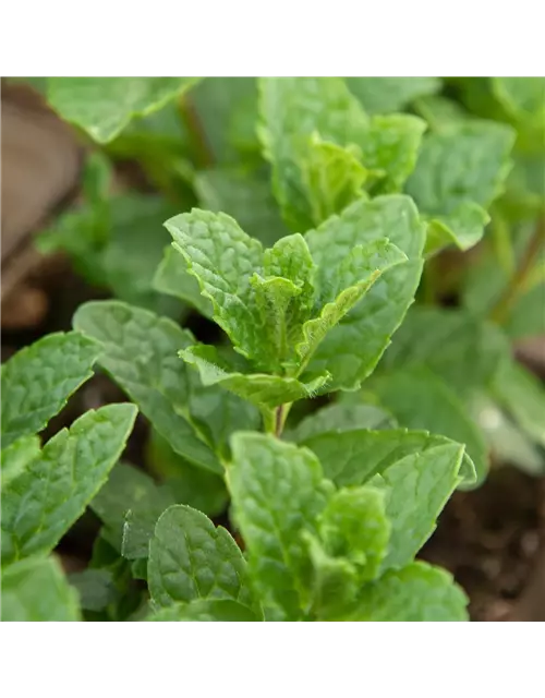 Mentha spicata Moroccan 