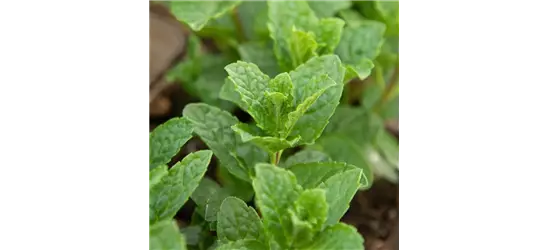 Mentha spicata 'Moroccan' 