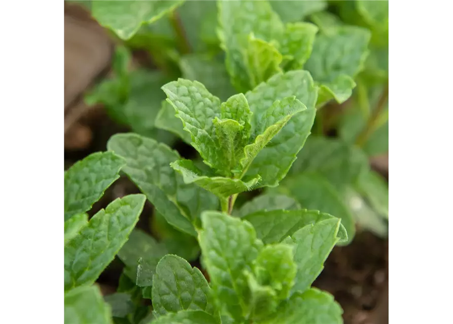 Mentha spicata Moroccan 