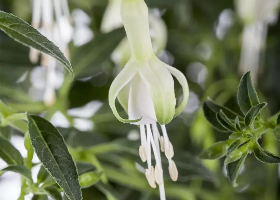 Fuchsia magellanica 'Hawkshead'