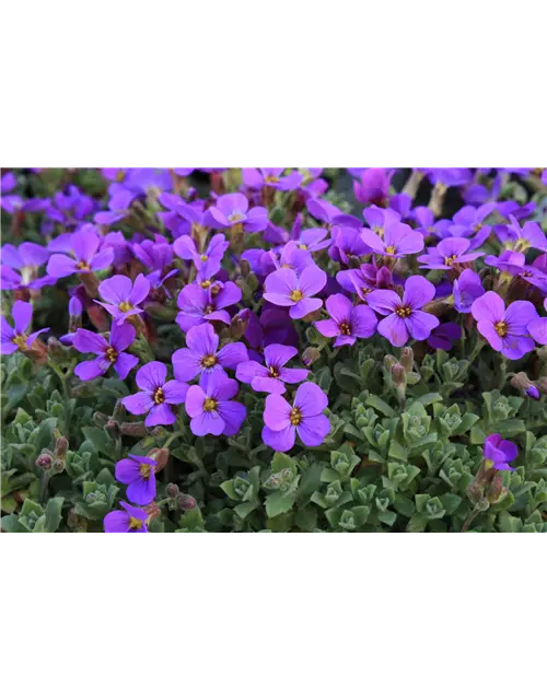 Aubrieta cultorum 'Hamburger Stadtpark'