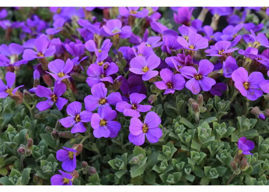 Aubrieta cultorum 'Hamburger Stadtpark'