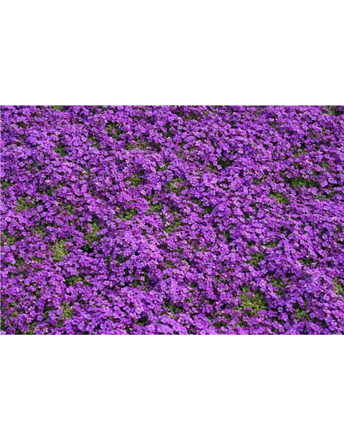 Aubrieta cultorum 'Hamburger Stadtpark'