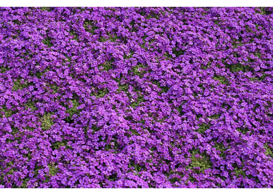 Aubrieta cultorum 'Hamburger Stadtpark'