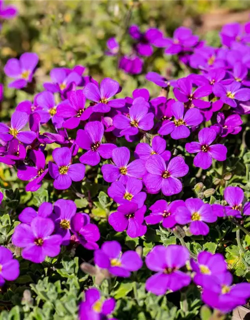 Aubrieta cultorum 'Hamburger Stadtpark'