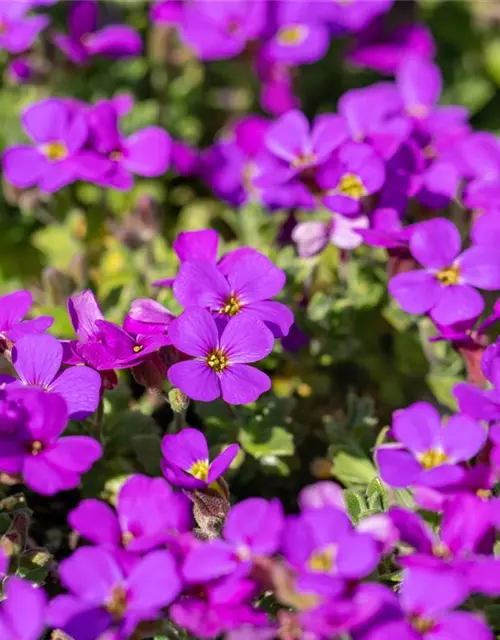 Aubrieta cultorum 'Hamburger Stadtpark'