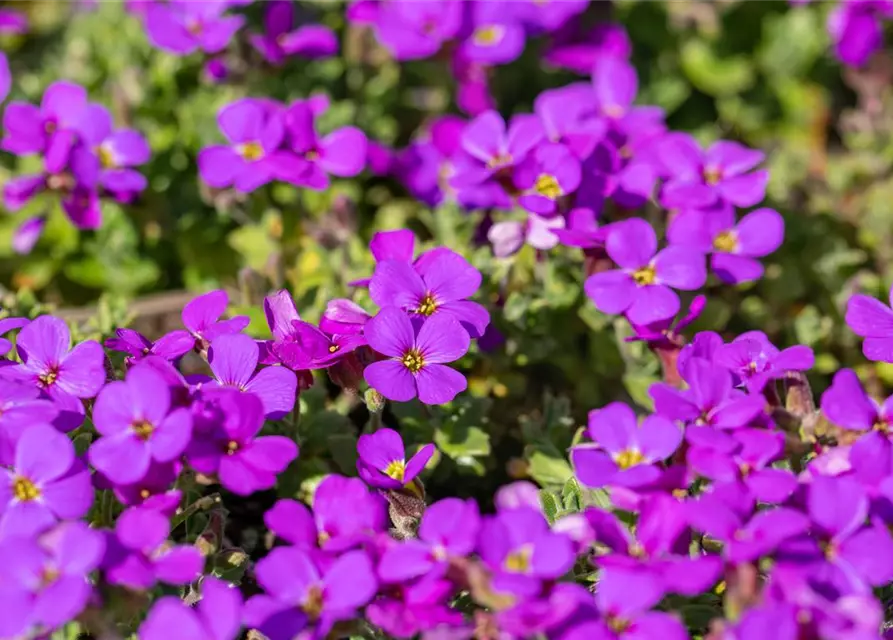 Aubrieta cultorum 'Hamburger Stadtpark'