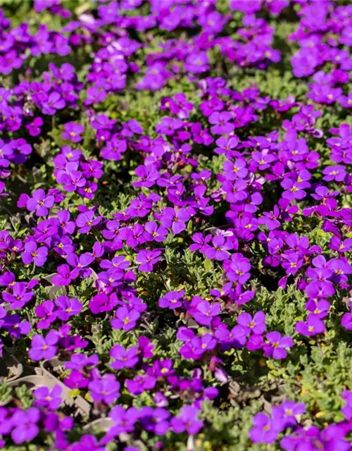 Aubrieta cultorum 'Hamburger Stadtpark'