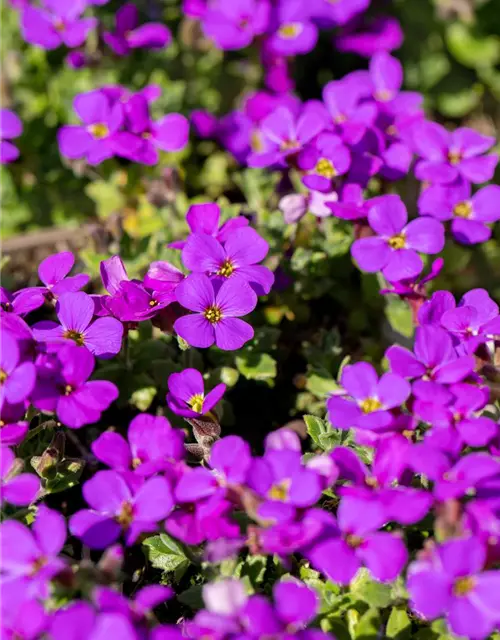 Aubrieta cultorum 'Hamburger Stadtpark'