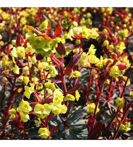 Euphorbia amygdaloides 'Purpurea'