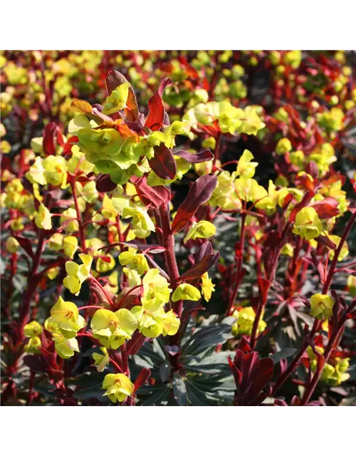 Euphorbia amygdaloides 'Purpurea'