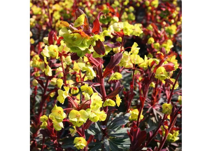 Euphorbia amygdaloides 'Purpurea'