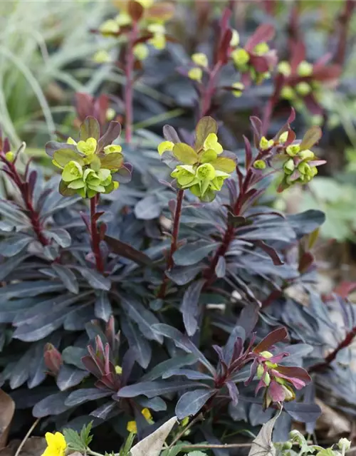 Euphorbia amygdaloides 'Purpurea'