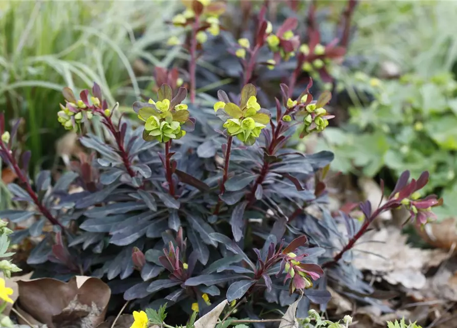 Euphorbia amygdaloides 'Purpurea'