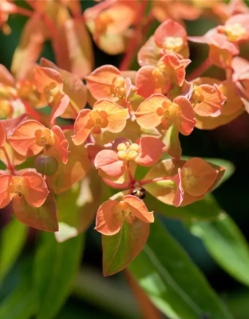 Euphorbia amygdaloides 'Purpurea'