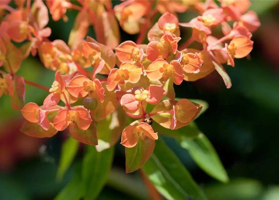 Euphorbia amygdaloides 'Purpurea'