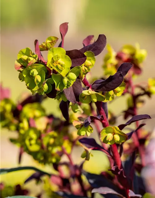 Euphorbia amygdaloides 'Purpurea'