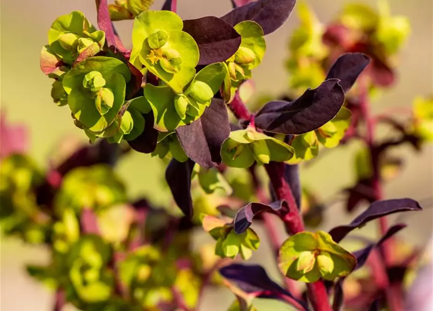 Euphorbia amygdaloides 'Purpurea'