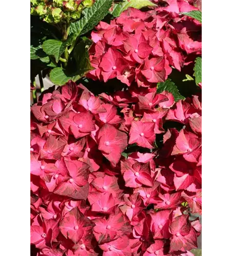 Hydrangea macrophylla 'Magical Ruby Tuesday'®