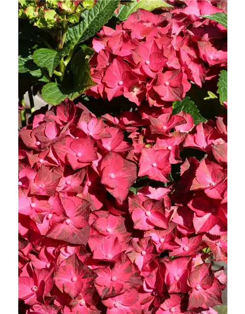 Hydrangea macrophylla 'Magical Ruby Tuesday'®