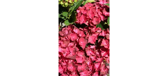 Hydrangea macrophylla 'Magical Ruby Tuesday'®