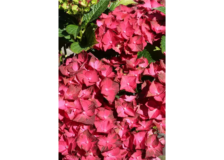 Hydrangea macrophylla 'Magical Ruby Tuesday'®