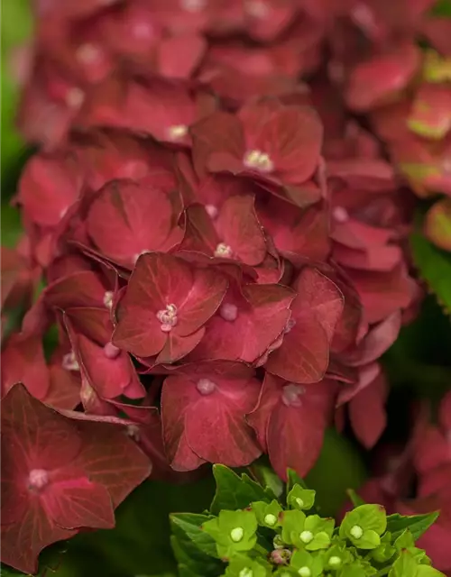 Hydrangea macrophylla 'Magical Ruby Tuesday'®