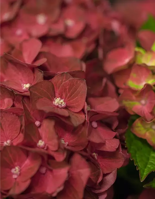 Hydrangea macrophylla 'Magical Ruby Tuesday'®