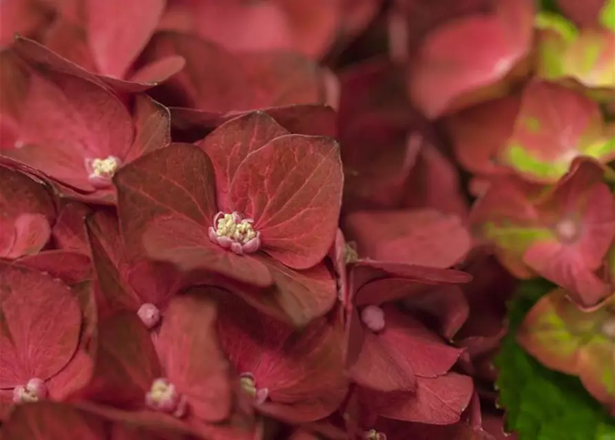 Hydrangea macrophylla 'Magical Ruby Tuesday'®