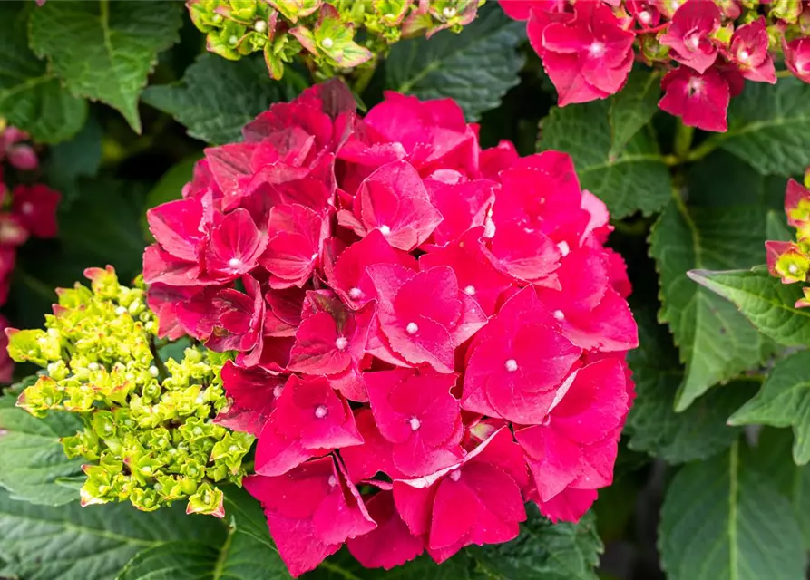 Hydrangea macrophylla 'Magical Ruby Tuesday'®