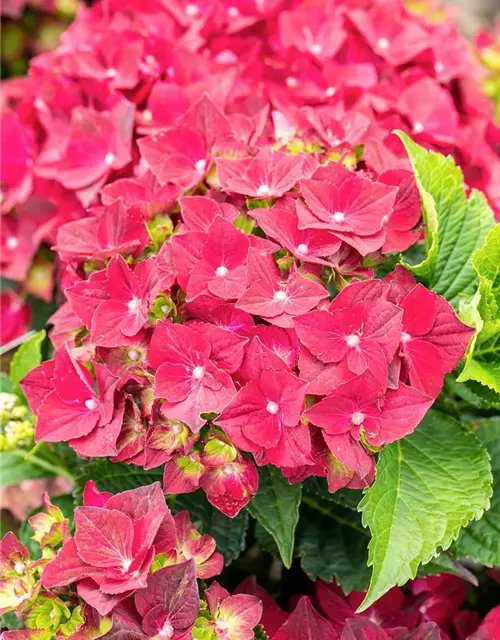 Hydrangea macrophylla 'Magical Ruby Tuesday'®