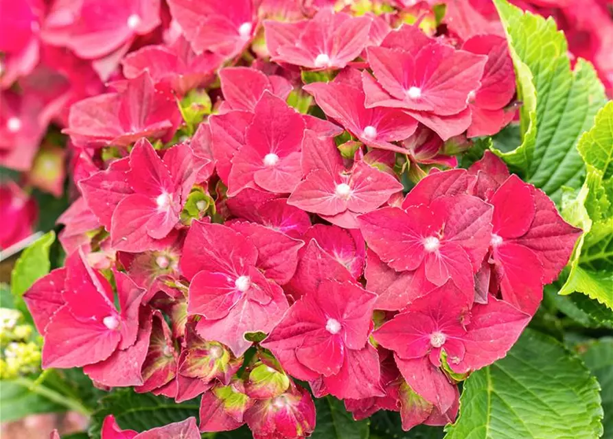 Hydrangea macrophylla 'Magical Ruby Tuesday'®