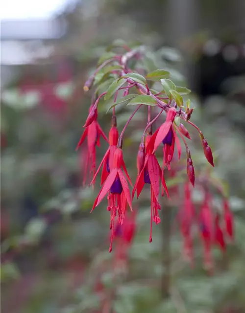 Fuchsia magellanica 'Riccartonii'