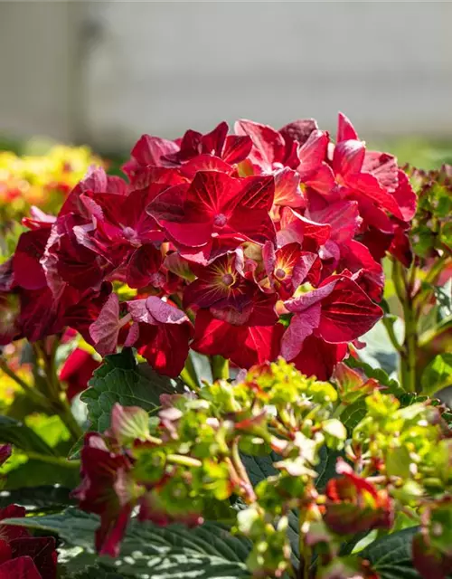 Hydrangea macrophylla 'Magical Ruby Tuesday'®