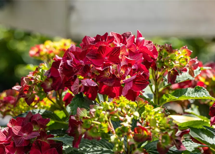 Hydrangea macrophylla 'Magical Ruby Tuesday'®