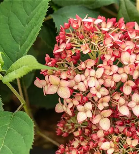 Hydrangea arborescens 'Ruby Annabelle'®